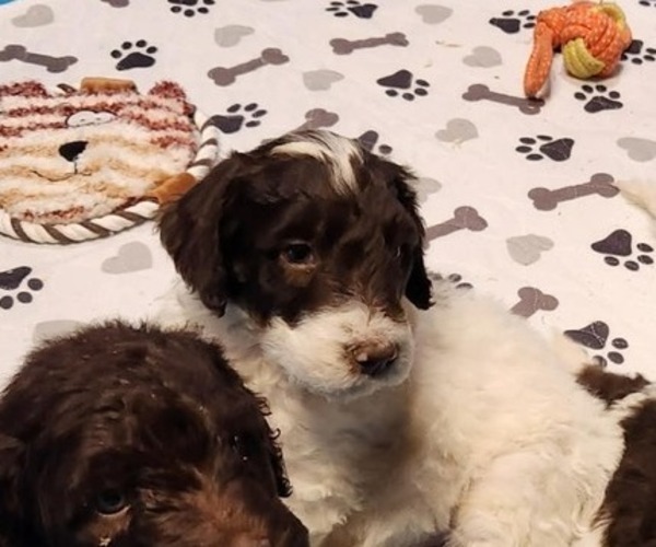 Medium Photo #2 Goldendoodle Puppy For Sale in ELLISGROVE, IL, USA