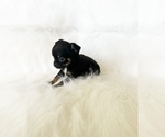 Small #4 Chihuahua