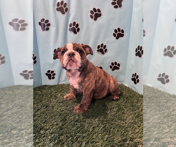 Medium Photo #3 Bulldog Puppy For Sale in BOWLING GREEN, KY, USA