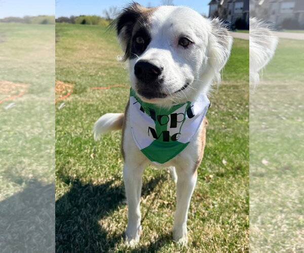 Medium Photo #3 Mutt Puppy For Sale in Brooklyn Center, MN, USA