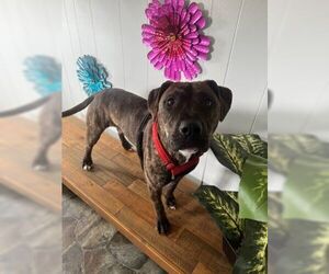 American Pit Bull Terrier-Unknown Mix Dogs for adoption in Sistersville, WV, USA