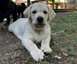 Small #1 Labrador Retriever