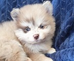 Small #2 Pomeranian