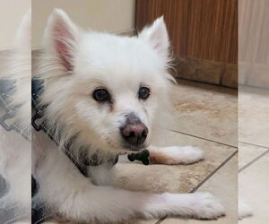 Auggie of FL (aka Alfredo) - Male American Eskimo Dog Dog for Adoption - Photo #10
