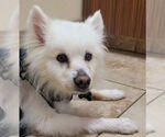 Small #9 American Eskimo Dog