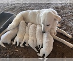 Small Photo #3 Great Pyrenees Puppy For Sale in JUSTIN, TX, USA
