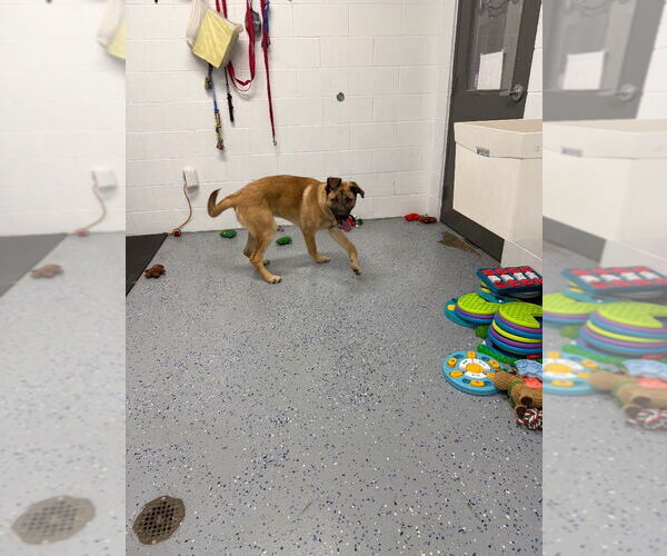 Medium Photo #5 Mutt Puppy For Sale in Pierceton , IN, USA