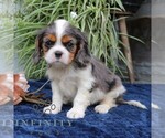 Image preview for Ad Listing. Nickname: Jaxon