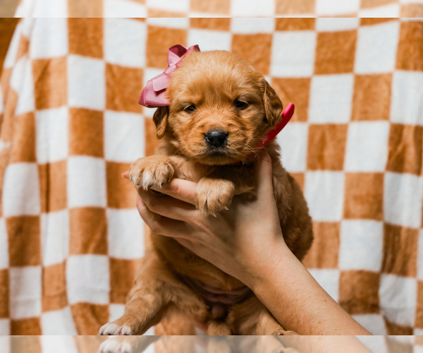 Medium Photo #3 Golden Retriever Puppy For Sale in LIBERTY, KY, USA