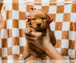Small #2 Golden Retriever