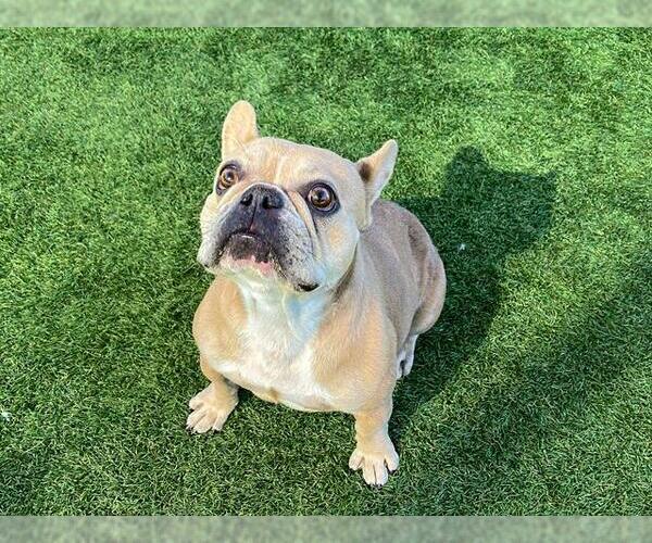 Medium Photo #1 French Bulldog Puppy For Sale in Orange, CA, USA