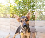 Small #1 German Shepherd Dog Mix
