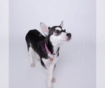 Small #11 Siberian Husky Mix
