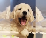 Puppy Puppy 3 English Cream Golden Retriever
