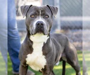 Mutt Dogs for adoption in Camarillo, CA, USA