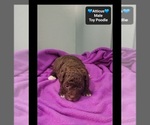 Atticus - Male Poodle (Toy) Puppy for Sale - Photo #2