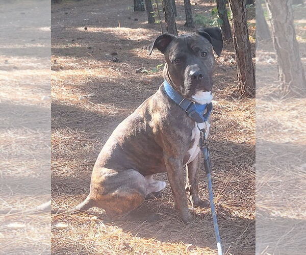 Medium Photo #10 American Pit Bull Terrier Puppy For Sale in Virginia Beach, VA, USA