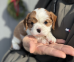 Puppy Charlotte Cavalier King Charles Spaniel
