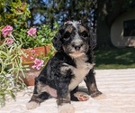 Small #1 Miniature Bernedoodle