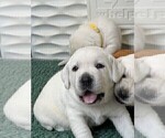 Small Photo #33 Labrador Retriever Puppy For Sale in GLENDALE, CA, USA