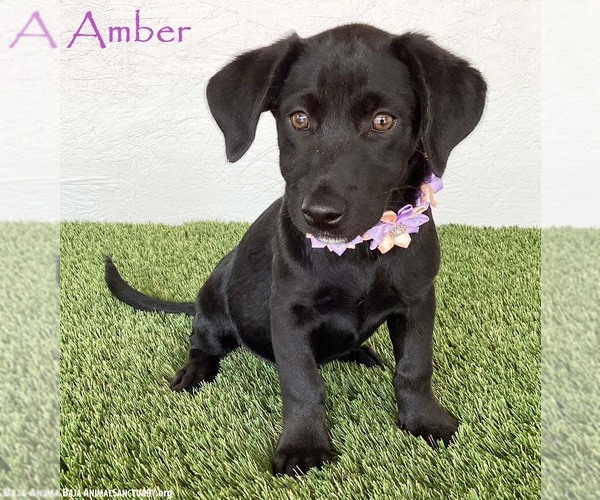 Medium Photo #1 Mutt Puppy For Sale in San Diego, CA, USA
