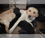 Small Photo #2 Labrador Retriever Puppy For Sale in CLEARWATER, ID, USA