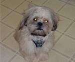 Small Photo #11 Shih Tzu Puppy For Sale in SAINT CHARLES, MO, USA