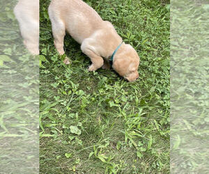 Labrador Retriever Puppy for sale in LOVES PARK, IL, USA