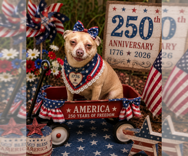 Medium Photo #2 Chihuahua Puppy For Sale in Garner, NC, USA