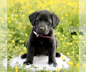 Labrador Retriever Puppy for sale in COATESVILLE, PA, USA