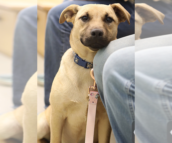 Medium Photo #6 Mutt Puppy For Sale in Decatur, GA, USA