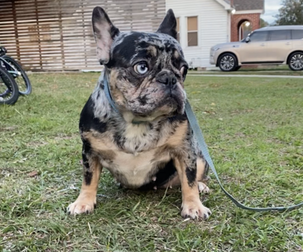 Medium Photo #1 French Bulldog Puppy For Sale in BATON ROUGE, LA, USA