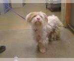 Small Cairn Terrier Mix