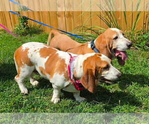Basset Hound-Unknown Mix Dogs for adoption in Germantown, OH, USA