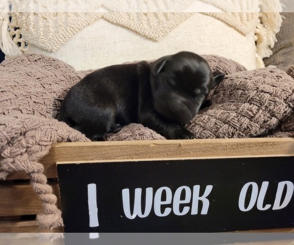 Medium Photo #7 Labrador Retriever Puppy For Sale in BONAIRE, GA, USA