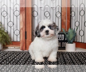 Shih-Poo Puppy for sale in NAPLES, FL, USA