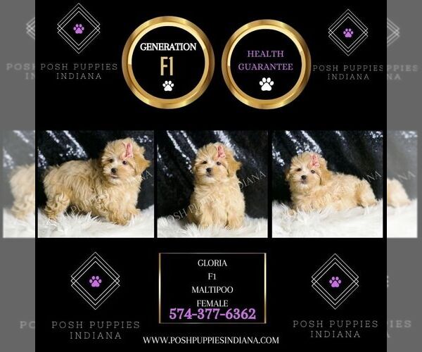 Medium Photo #2 Maltipoo Puppy For Sale in WARSAW, IN, USA