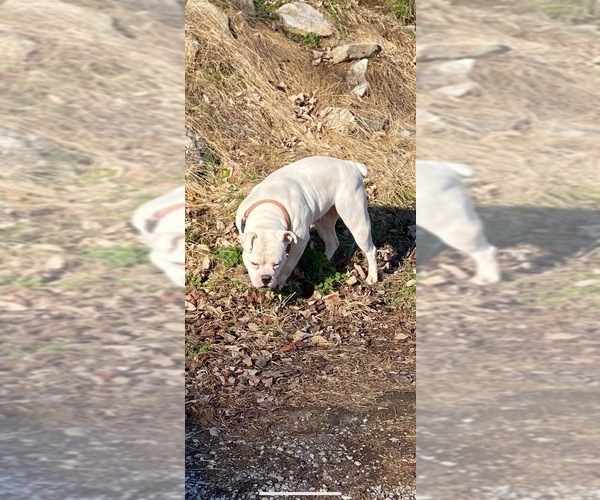 Medium Photo #1 Olde English Bulldogge Puppy For Sale in WATERTOWN, TN, USA