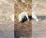 Small Photo #1 Olde English Bulldogge Puppy For Sale in WATERTOWN, TN, USA
