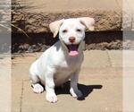 Small #4 Chihuahua Mix