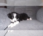 Small Photo #35 Border Collie Puppy For Sale in AIKEN, SC, USA