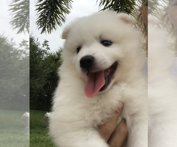 Medium Photo #5 American Eskimo Dog Puppy For Sale in MERRITT IS, FL, USA