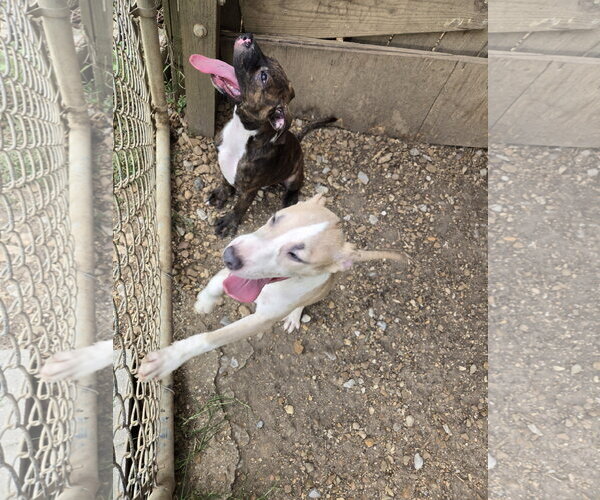 Medium Photo #3 American Pit Bull Terrier-Unknown Mix Puppy For Sale in Jackson, MS, USA