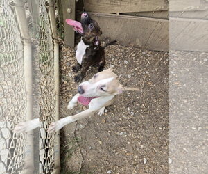 Jr. - Male American Pit Bull Terrier-Unknown Mix Dog for Adoption - Photo #3