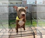 Small Photo #7 American Staffordshire Terrier Puppy For Sale in Rosenberg, TX, USA
