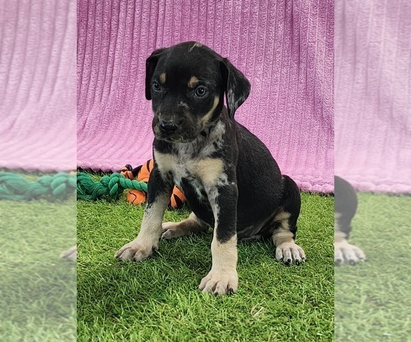 Medium Photo #7 Catahoula Leopard Dog Puppy For Sale in CUMBY, TX, USA