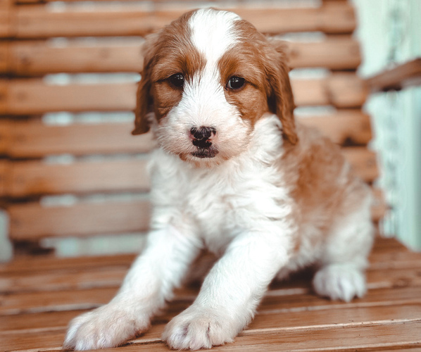 Medium Photo #6 Bernedoodle Puppy For Sale in JACKSON, MO, USA
