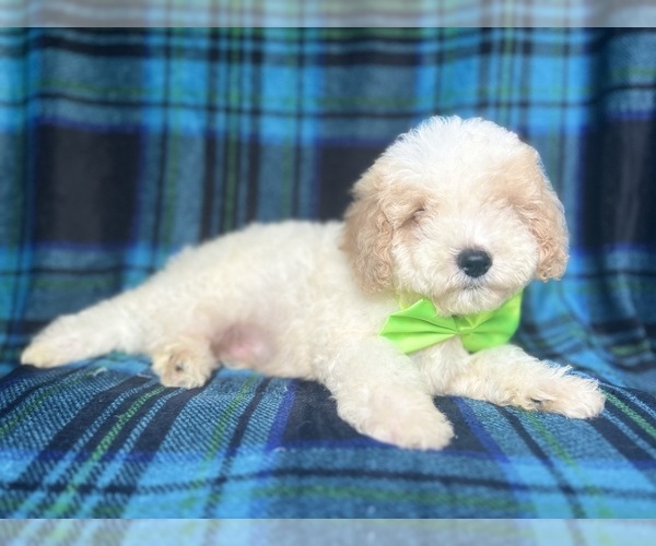 Medium Photo #8 Cock-A-Poo Puppy For Sale in LAKELAND, FL, USA