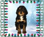 Puppy Jingles Bernedoodle