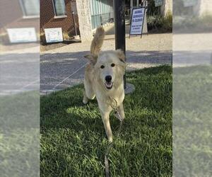 CHIP - Male Golden Pyrenees Dog for Adoption